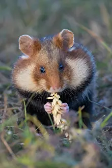 Hamster: Common Hamster