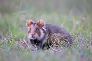 Hamster: Common Hamster