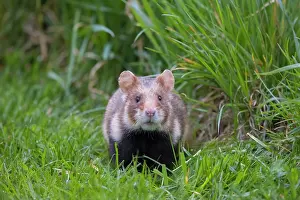 Hamster: Common Hamster