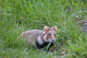 Hamster: Common Hamster