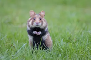 Hamster: Common Hamster