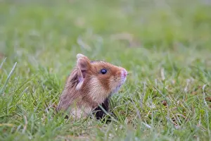 Hamster: Common Hamster