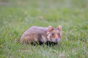 Hamster: Common Hamster