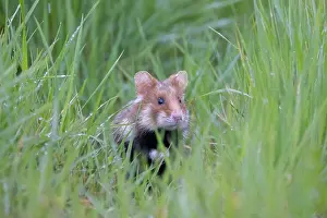 Hamster: Common Hamster