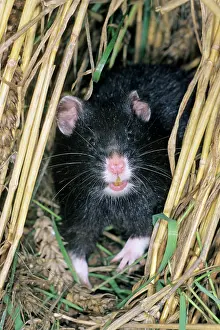 Cricetus: Common Hamster - black variation
