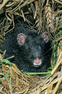 Cricetus: Common Hamster - black variation