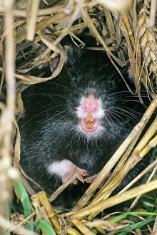 Cricetus: Common Hamster - black variation