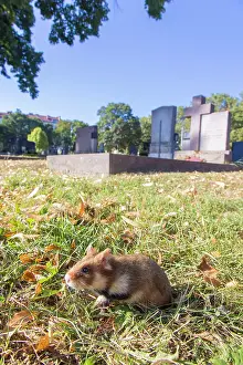 Hamster: Common Hamster cemetery