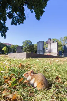 Hamster: Common Hamster cemetery