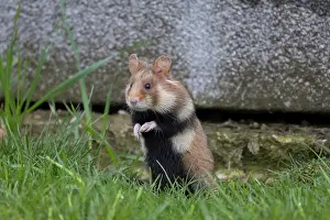 Hamster: Common Hamster cemetery