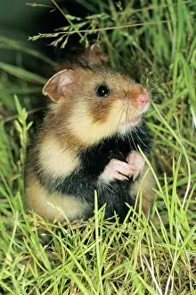Cricetus: Common Hamster - In grass