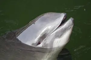 Porpoise: Common Harbor Porpoise