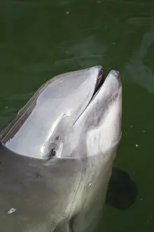 Porpoise: Common Harbor Porpoise