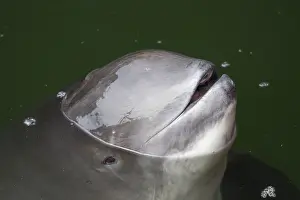 Porpoise: Common Harbor Porpoise