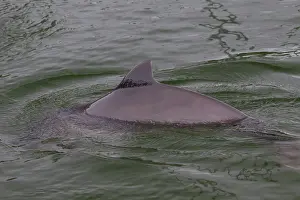 Porpoise: Common Harbor Porpoise