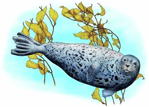 Phocidae: Common Harbor Seal