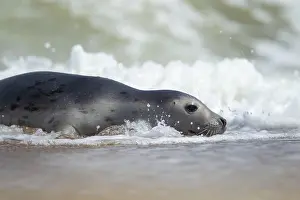 Spray: Common or harbor seal (Phoca vitulina) adult in