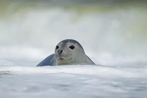 Spray: Common or harbor seal (Phoca vitulina) adult in