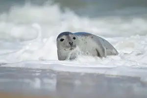 Spray: Common or harbor seal (Phoca vitulina) adult in