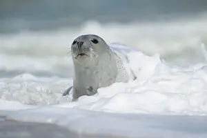 Spray: Common or harbor seal (Phoca vitulina) adult with