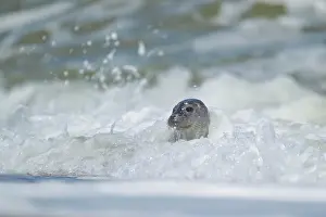 Spray: Common or harbor seal (Phoca vitulina) adult in