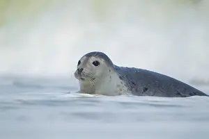 Spray: Common or harbor seal (Phoca vitulina) adult in