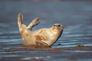 Sleep: Common or harbor seal (Phoca vitulina) adult resting