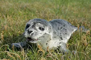 Abandoned: Common harbor seal (Phoca vitulina), howler in the