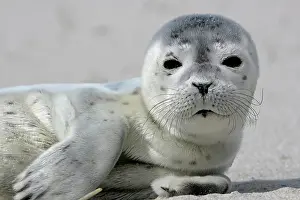 Abandoned: Common harbor seal (Phoca vitulina), howler, young