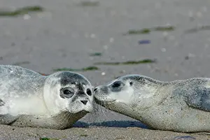 Abandoned: Common harbor seal (Phoca vitulina), two howlers