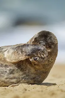 Sleep: Common or harbor seal (Phoca vitulina) juvenile