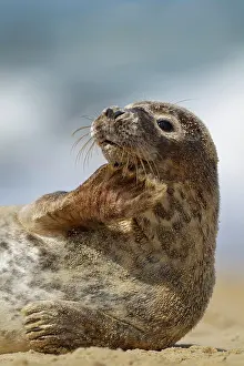 Sleep: Common or harbor seal (Phoca vitulina) juvenile