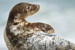 Vitulina: Common or harbor seal (Phoca vitulina) juvenile