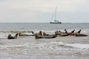 Yachts: Common / Harbour Seal