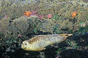 Seastars: Common / Harbour Seal - basking on rocks at low