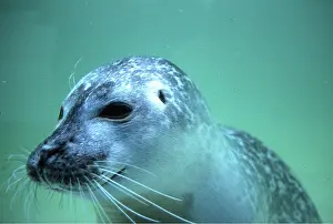 Elizabeth Bomford: COMMON / Harbour SEAL - close-up of head underwater