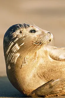 Geoff Trinder: COMMON / Harbour SEAL - HEAD & SHOULDERS