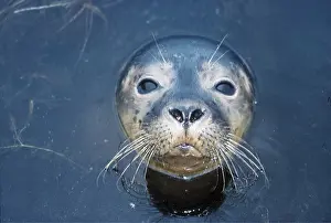 Elizabeth Bomford: COMMON / Harbour SEAL - head out of water
