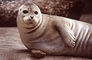 Whiskers: COMMON / HARBOUR SEAL - lying on side