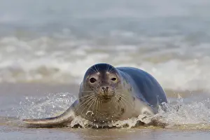 Habour: Common / Harbour Seal - resting on beach