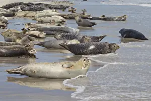 121217: Common / Harbour Seal - seals resting on the beach - Germany