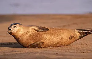 Geoff Trinder: COMMON / Harbour SEAL - stretched out on beach