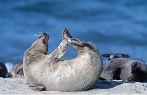 Yoga: COMMON / HARBOUR SEAL - stretching