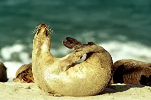 Flexible: COMMON / HARBOUR SEAL - stretching