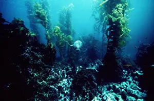 Kelp: Common / Harbour Seal - Swimming Underwater