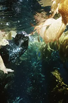Kelp: Common / Harbour Seal - Swimming underwater