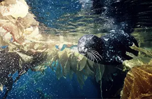 Seals: Common / Harbour seal - swims amongst kelp