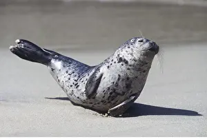 Flipper: COMMON / HARBOUR SEAL - on tummy, on beach