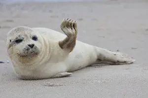 Lifting: Common / Harbour Seal - young seal resting on the
