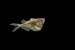 Hatchetfish: Common hatchetfish